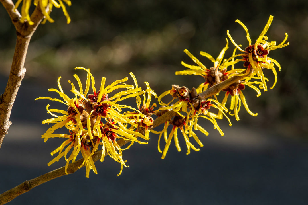 Yellow flowers witch hazel blossoms in early spring