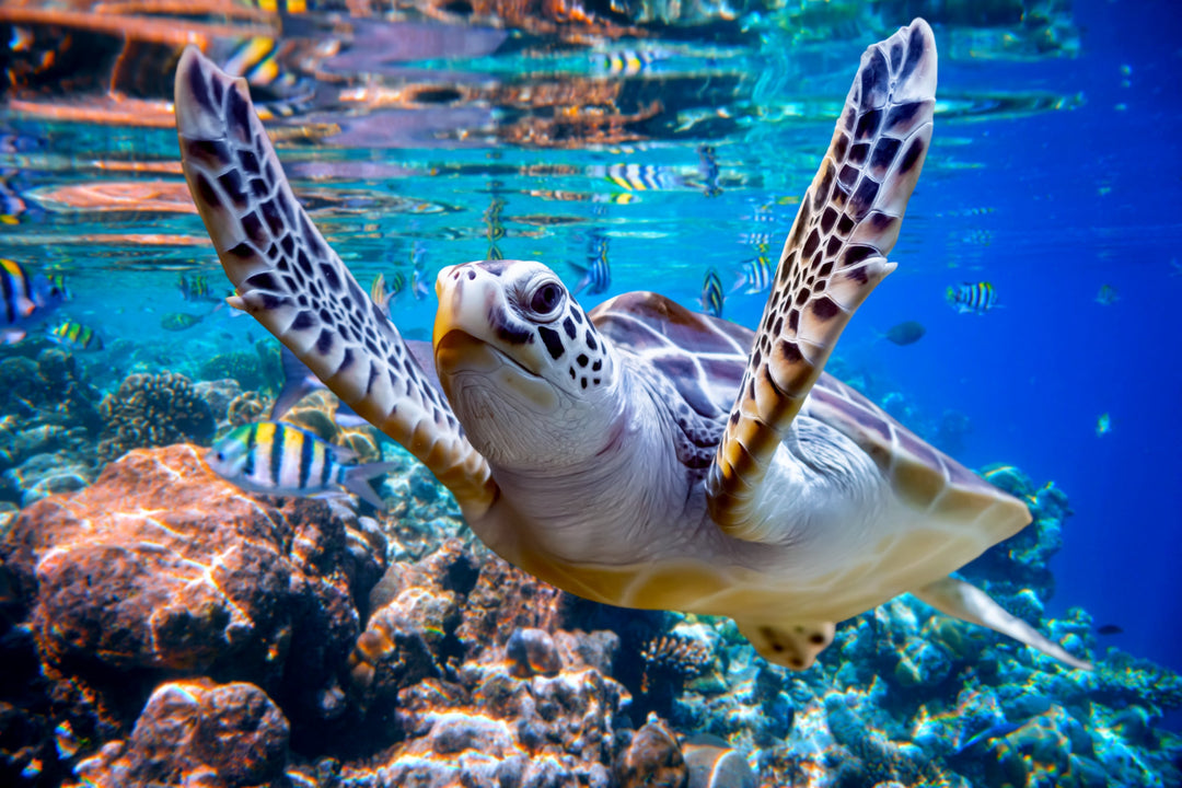 the importance of using reef-safe sunscreen: protecting our oceans and our future