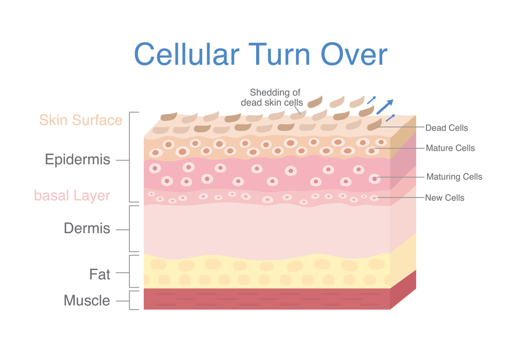 Cellular turn over diagram. 3D skin layer showing start of cells produced in basal layer then maturing and moving up and ending at shedding of dead skin cells at top layer skin
