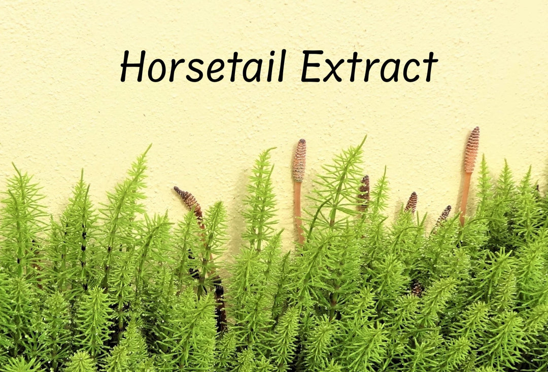 ingredient highlight: horsetail extract