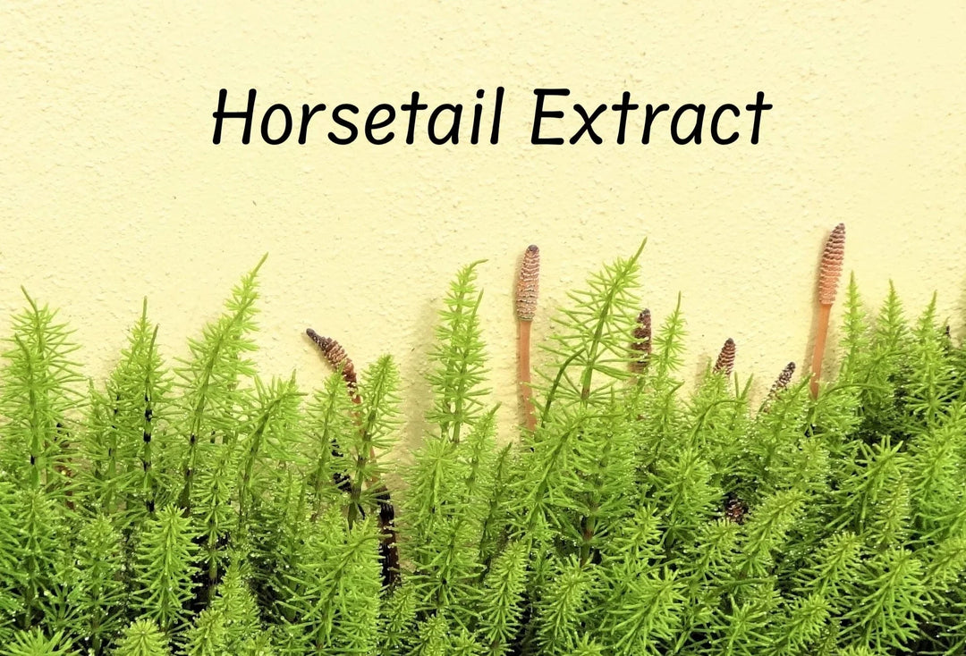 Green horsetail plants with brown spore cones against a light yellow background labeled Horsetail Extract