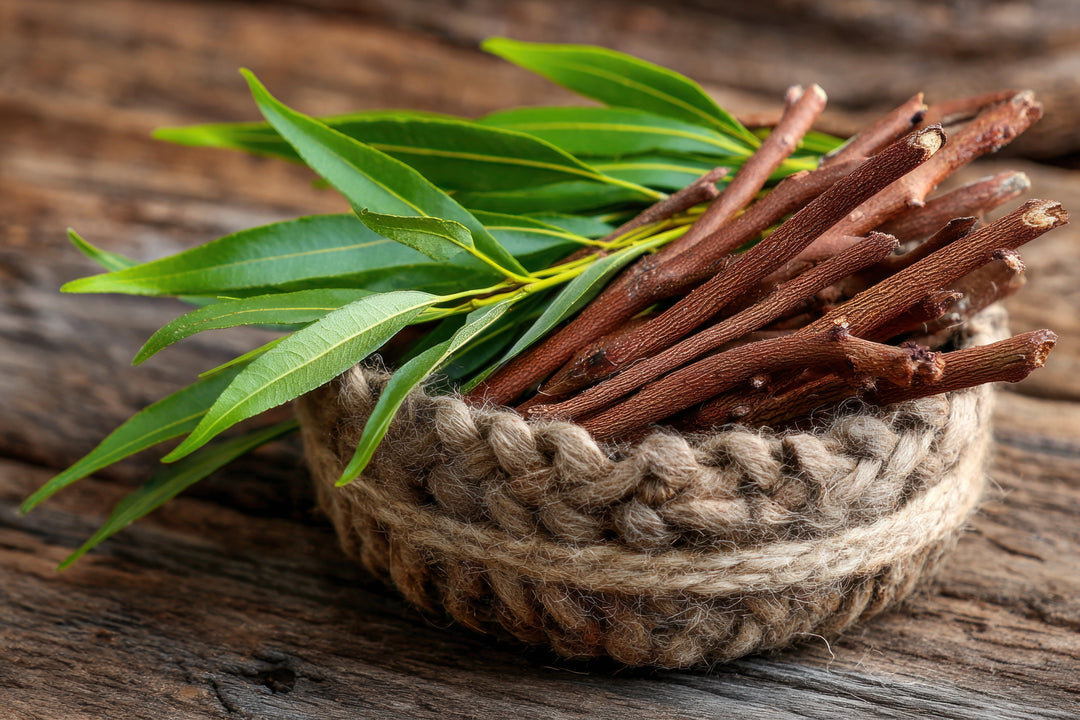 Natural willow bark extract concept — wicker basket with willow branches and leaves, symbol of herbal healing and purity.