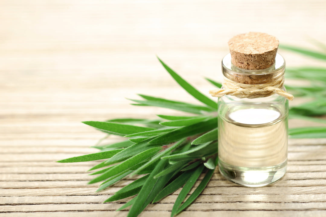 Tea tree essential oil in the glass bottle, on a wooden board