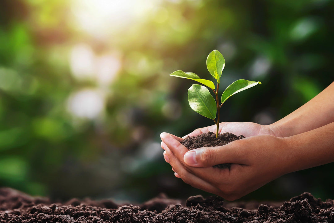 Hands holding young green plant with soil symbolizing natural, plant-based skincare and eco-conscious beauty