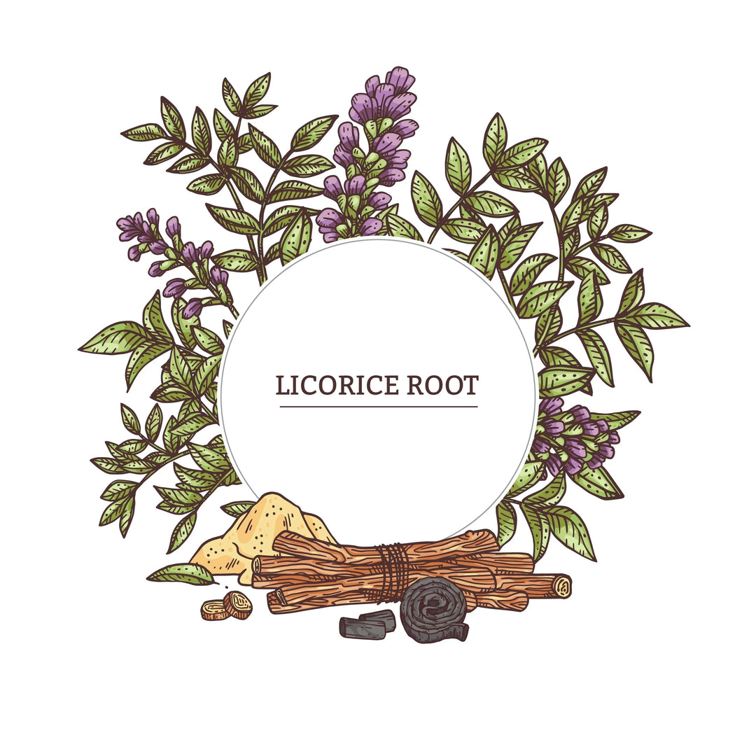 Illustration of licorice root with green leaves, purple flowers, root sticks, powder, and charcoal for skincare ingredients