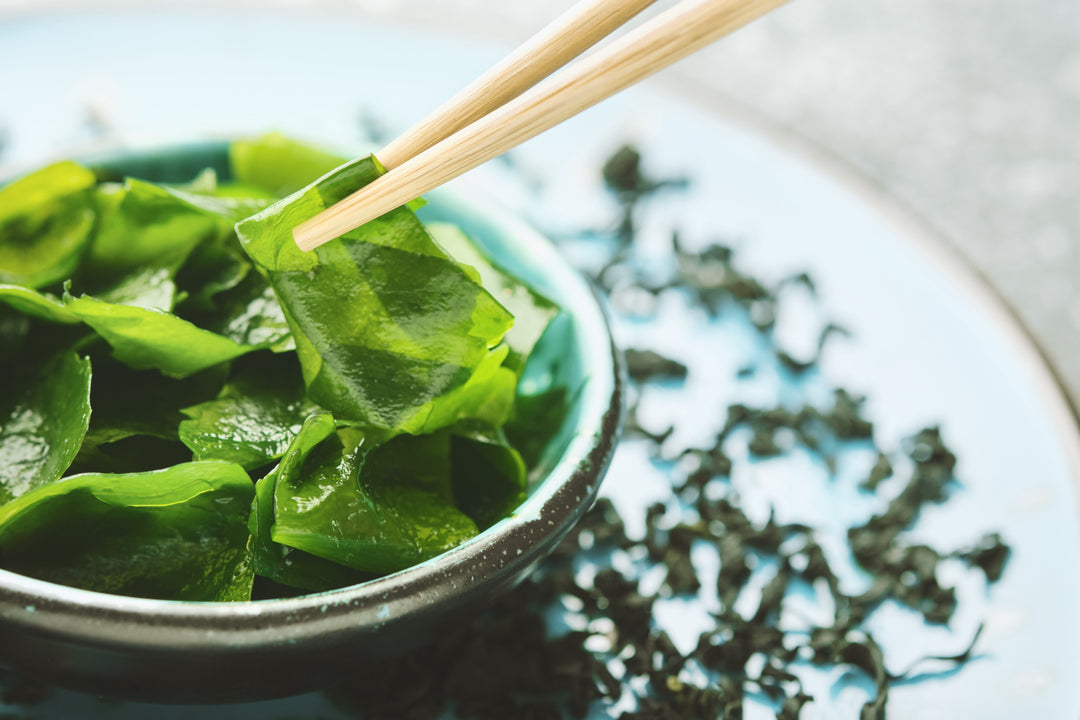 A bowl of fresh Wakame seaweed sitting on a plate with dried Wakame. wooden chopsticks are being used to lift a piece up