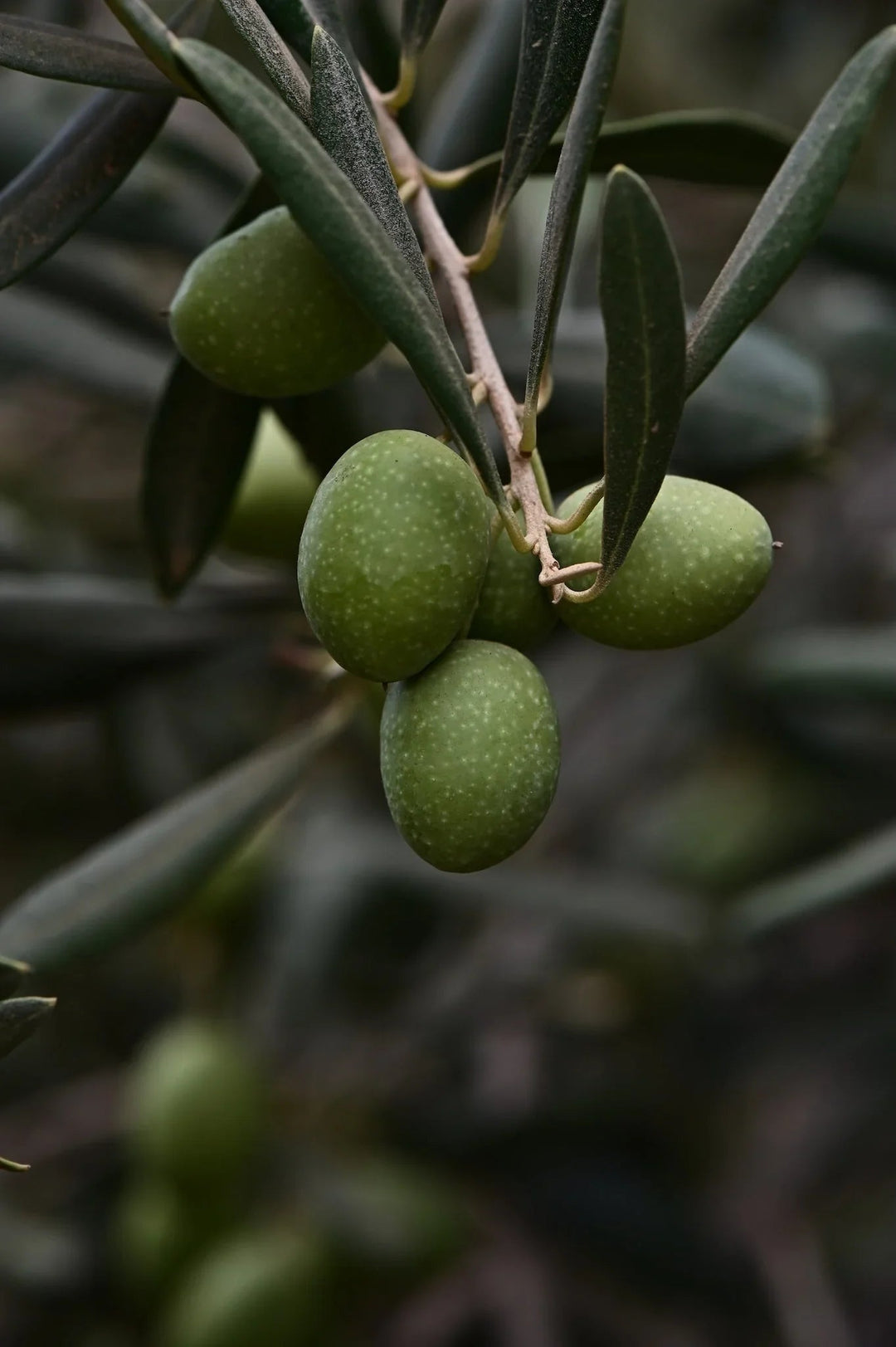 Close-up of green olives on an olive tree branch with elongated leaves, natural botanical skincare ingredient