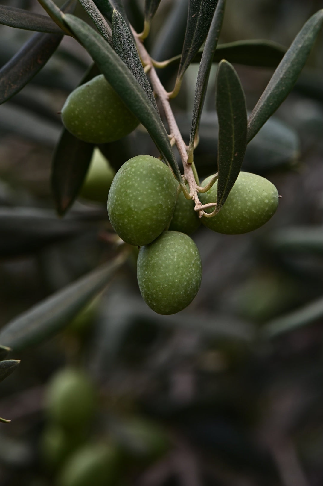 ingredient highlight: olive-derived squalane