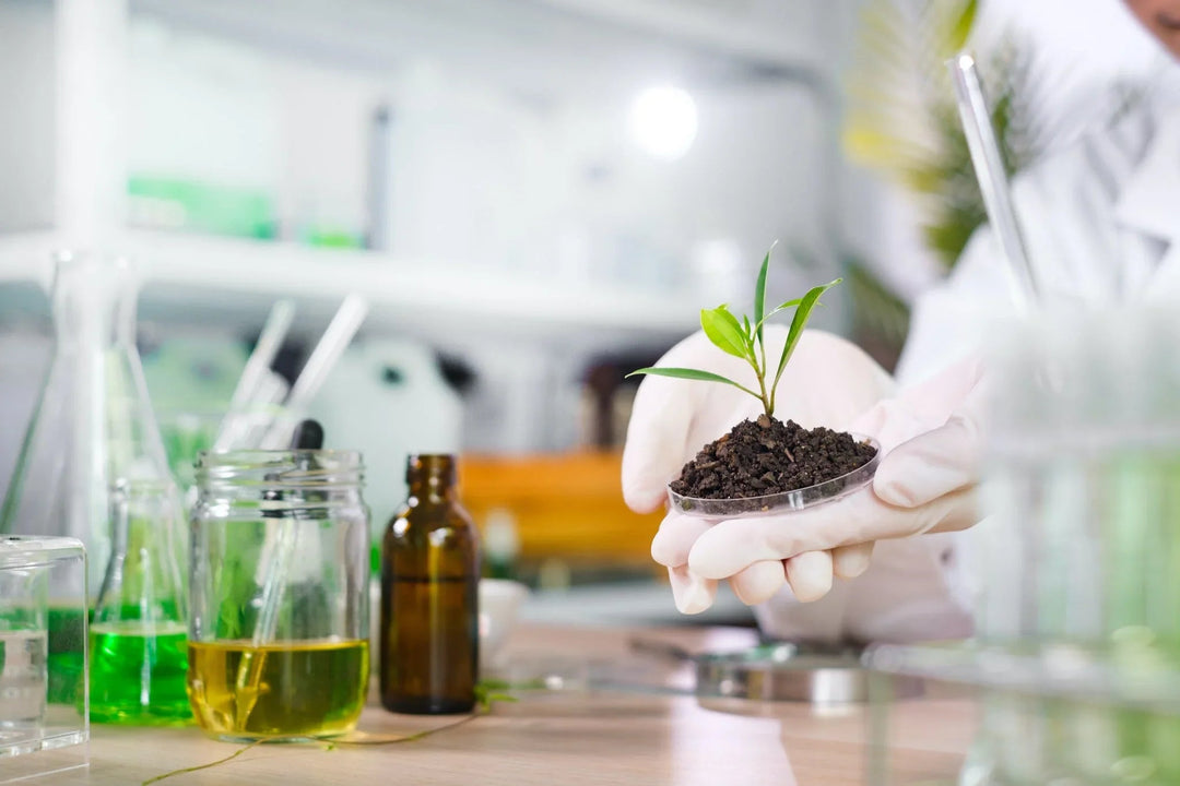 Gloved hands holding a small plant in soil in a lab with skincare formulation glassware